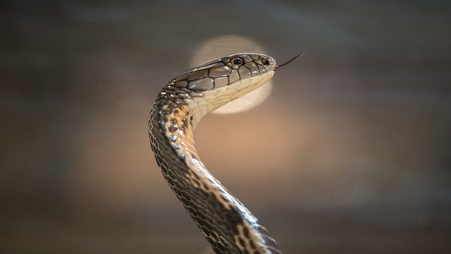 порно serpent запись видео порно serpent запись видео